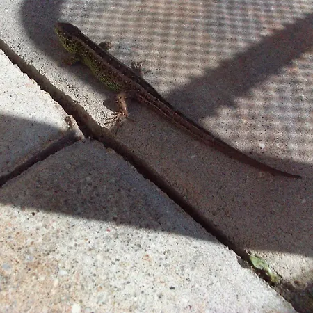 _ Sonnenschein Gulden